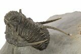 Detailed Spiny Cyphaspis Trilobite - Morocco #320859-1